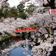 今年花开正春天：日本东北赏樱美食之旅