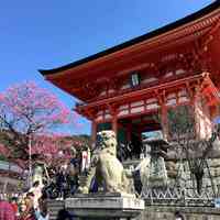 玩在樱花盛开前—3月东京关西8天游及可能有用的攻略