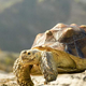 环游世界的旅行乌龟—Tortuga outbreaker旅行背包评测