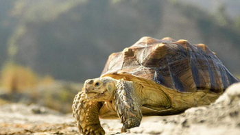 我TM全是包 篇十七：环游世界的旅行乌龟—Tortuga outbreaker旅行背包评测 