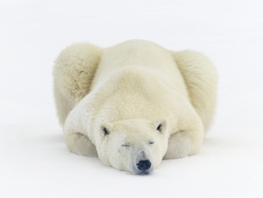众测君带你免费去北极——费用全包还能和北极熊拍照