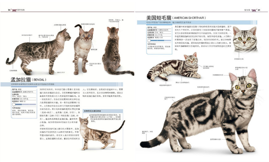 伺候主子的自我修养：7本猫书让你做个合格的铲屎官