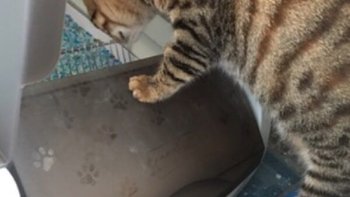 PetSafe的贝式态度 篇二：贝适安ScoopFree豪华版猫砂盆产品测评