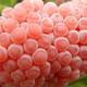 水塘中粉红色的“葡萄”，竟是臭名昭著的入侵物种！