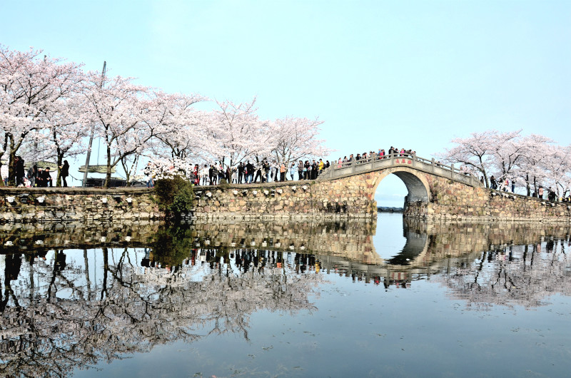 江浙沪的5A赏樱胜地，距杭州、上海不足3小时车程，世界三大赏樱地之一