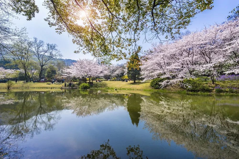 江浙沪的5A赏樱胜地，距杭州、上海不足3小时车程，世界三大赏樱地之一