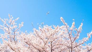 爱旅行 篇一：人少不贵，北九州赏樱攻略 