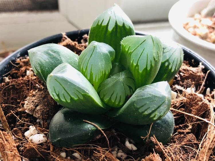 毛茸君de十二卷种植日记—繁殖与操作篇