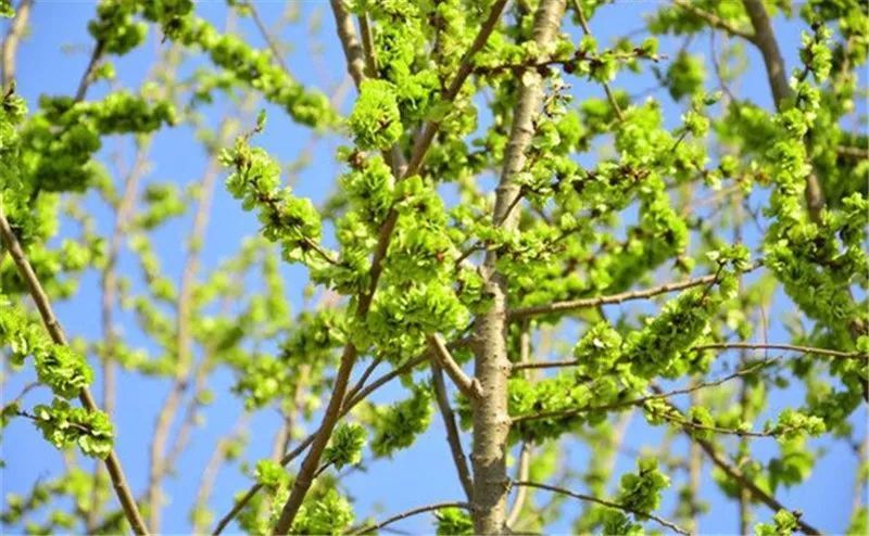 榆钱、槐花可以这样吃