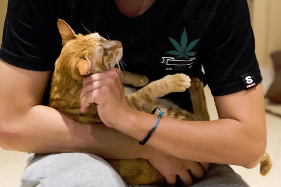 一个特别的猫咖，猫与美食都不可辜负