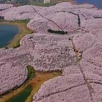 旅游攻略 篇三：3月赏樱不能忘记贵阳，这里有百亩樱花园等着你，晚樱要到4月底