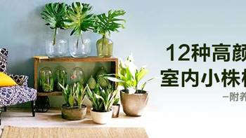 12种高颜值室内小株植物，给你一个春意盎然的家！（附养护心得）