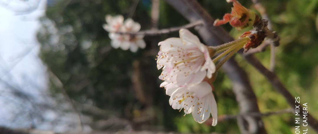 春暖花开，日本很远，无锡很近（下）