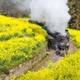  在四川有一辆至今仍在运行的蒸汽小火车，每年赏花季就会成为网红　