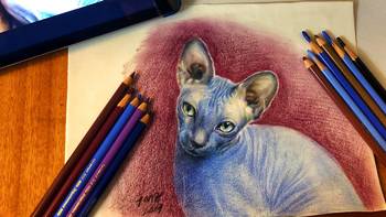 零基础彩铅小教程 篇六：人人都能手绘斯芬克斯猫~绘画吸猫不是梦！
