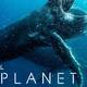 我们的天与地：Netflix纪录片《Our Planet》推荐