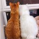吸猫啦——噬元兽猫猫们生长过程全记录 附大量猫图与养猫心得