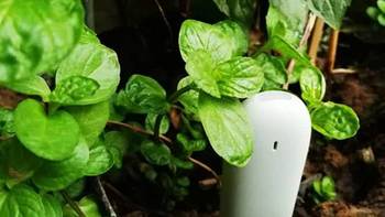 用科技修身养性：花花草草监测仪+Home Assistant实现家庭种植自动灌溉系统