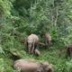 去泰国看过大象之后，你还会去西双版纳的野象谷吗？