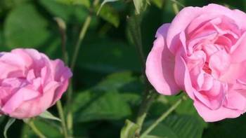 品质生活——香薰香氛 篇十八：精油皇后——玫瑰精油的功效和使用方法大全