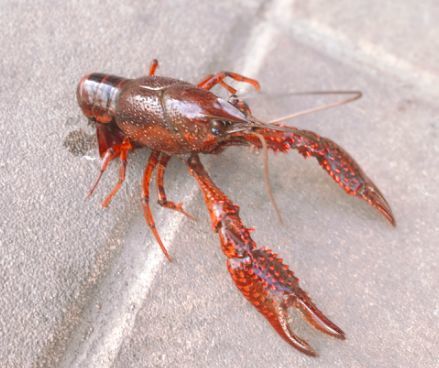 小龙虾被认定为“入侵物种”！网友：我能把它吃成“濒危物种”！