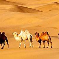 找乐趣 篇五：沙漠骆驼火了，其实沙漠还有火车旅馆