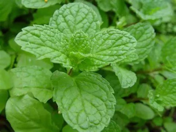 馆主酒评第47期:顽沫 薄荷 拉格