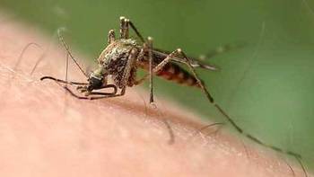 夏日驱蚊大作战，真是心累，对付蚊子到底用什么办法更好？？