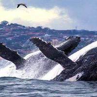 收下这篇观鲸攻略 ！去澳洲，邂逅大海中的温柔巨兽