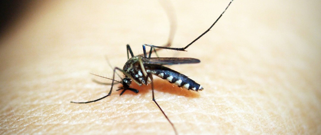 灭蚊效果哪家强，折叠电蚊拍对比评测：康铭和海纳斯