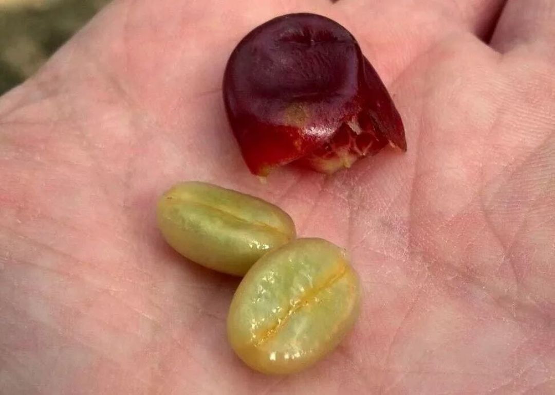 关于咖啡蜜处理法你该知道的8件事