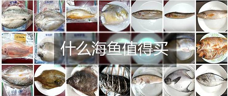 42种京东自营海鱼评测 黄鱼有多少品种 什么值得买