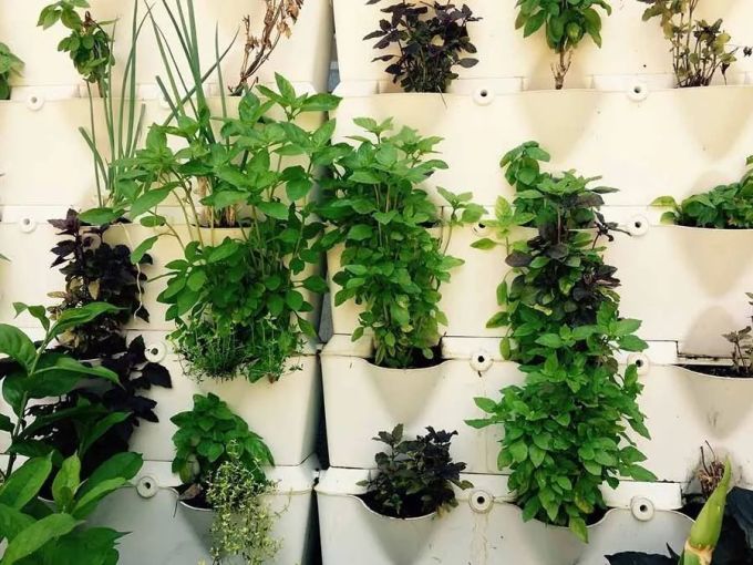室内植物种植必备5方法,懒人秒懂小户型也适用,还有家居花草35张装修效果图