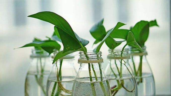 室内植物种植必备5方法,懒人秒懂小户型也适用,还有家居花草35张装修效果图