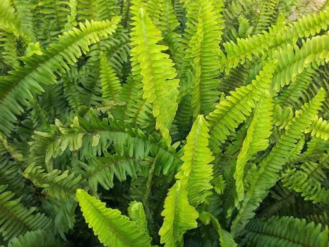 室内植物种植必备5方法,懒人秒懂小户型也适用,还有家居花草35张装修效果图