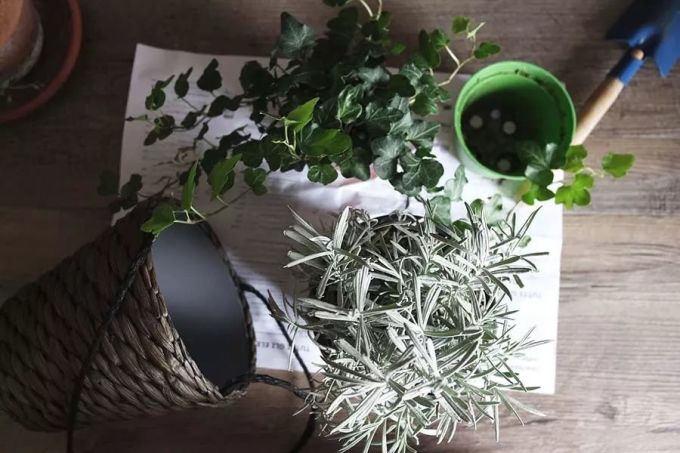 室内植物种植必备5方法,懒人秒懂小户型也适用,还有家居花草35张装修效果图