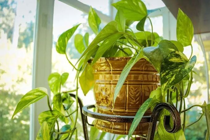 室内植物种植必备5方法,懒人秒懂小户型也适用,还有家居花草35张装修效果图