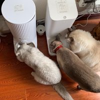 猫用品 篇一：尾巴生活furrytail feeder宠物智能喂食器&对比小佩的开箱
