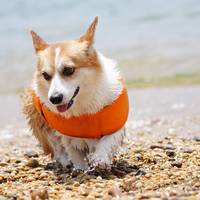 带着OSMO Action和狗去海边下水 大疆运动相机不完全测试