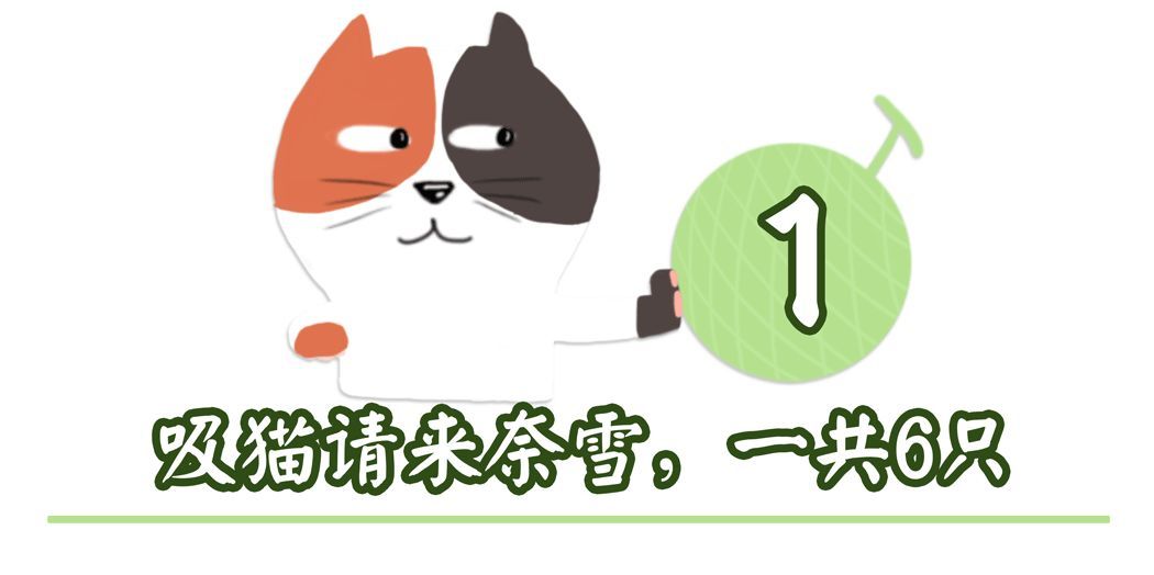 奈雪能【吸猫】了！！猫眼绿宝石茶也来了