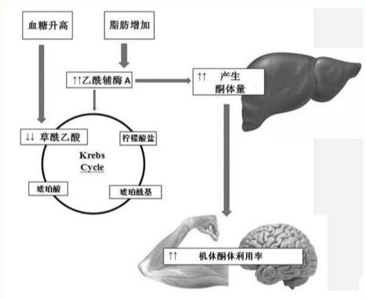 万字长文揭秘：尝试生酮饮食，不可不知的常识！