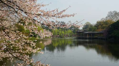 日行三万步的倔强小编，教你解锁一日游完“西湖十景”