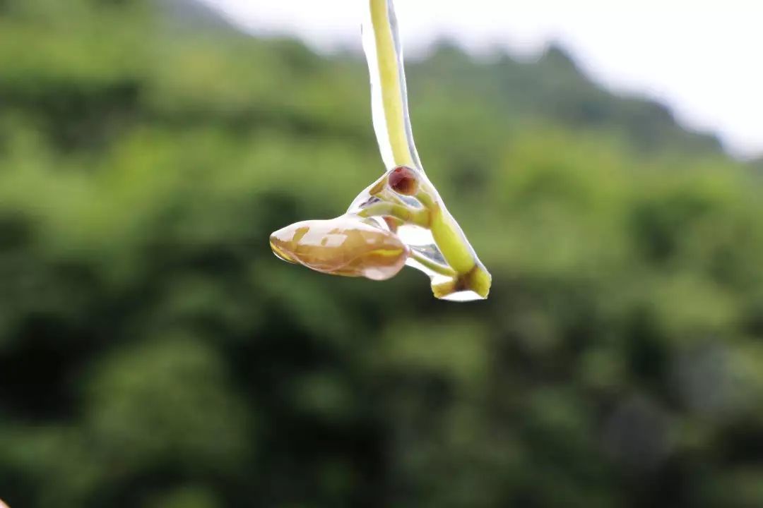 你知道水八仙吗？那可是江南秋天的味道啊