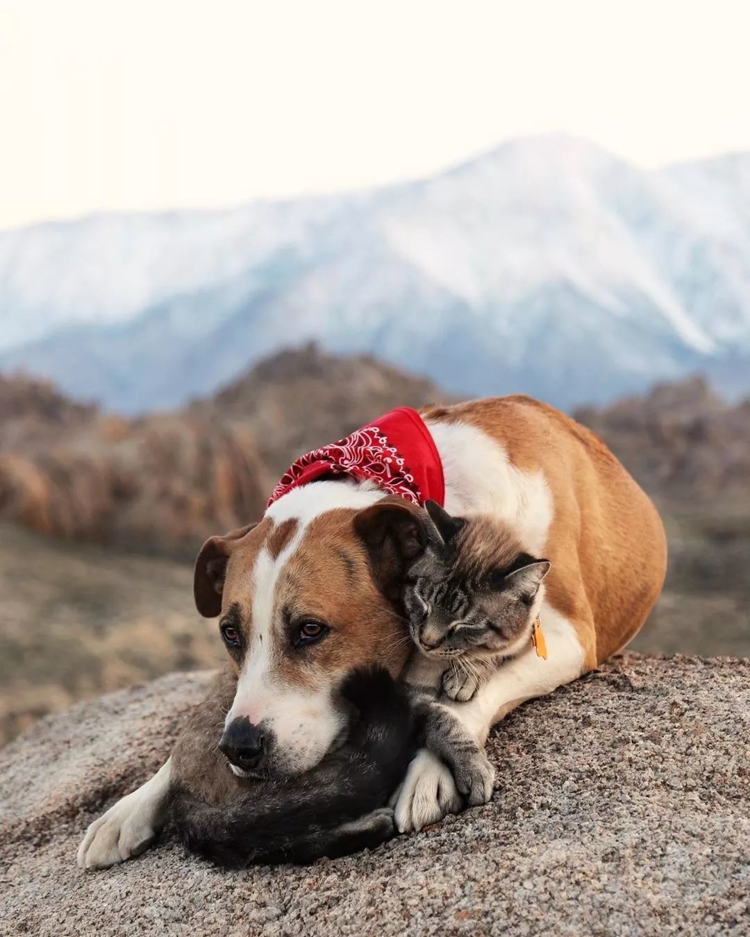 超有爱旅行照！我居然会如此羡慕一猫一狗···