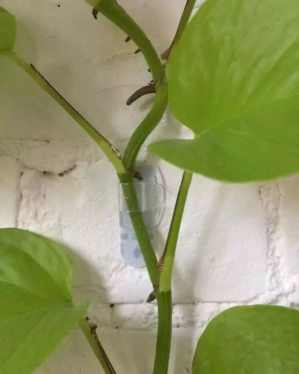 英国博主绿植布置的家,墙面阳台鸡肋地可用的35招创意,保证新手也学得会!