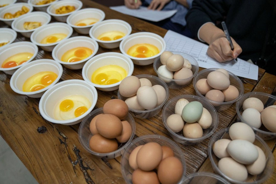 鸡蛋选品-感官评价过程
