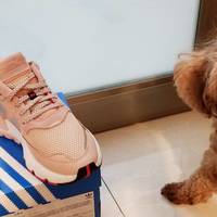 [站内首晒]  2019 adidas 三叶草 X 3M   NITE JOGGER女子经典鞋入手记