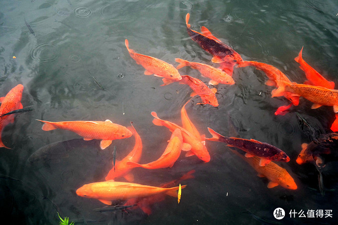 日行三万步的倔强小编，教你解锁一日游完“西湖十景”