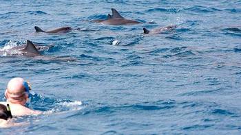 旅游攻略 篇二百七十四：毛里求斯的海豚不怕人，有很多人乘坐快艇拦截海豚群然后跳船 