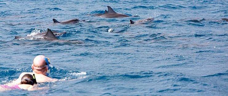 旅游攻略篇二百七十四 毛里求斯的海豚不怕人 有很多人乘坐快艇拦截海豚群然后跳船 旅游出行 什么值得买
